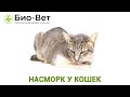 Насморк у кошек. Ветеринарная клиника Био-Вет.