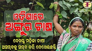 ଓଡ଼ିଶାରେ ଅଙ୍ଗୁର ଚାଷ ସମ୍ଭବ ହୋଇ ପାରିଛି (Grape farming in odisha).