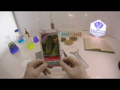 Огурец Парижский корнишон. Семетра-Поиск