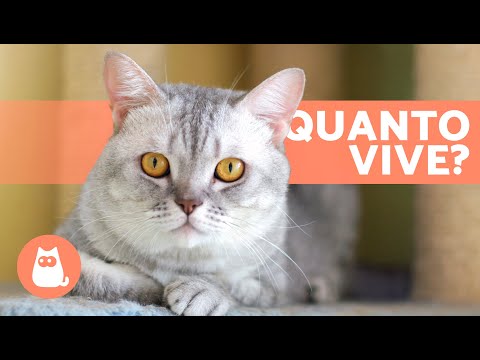 Video: Aspettativa di vita di un animale domestico: quanto durerà il mio animale domestico?