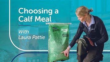Choosing a Calf Meal | PGG Wrightson Tech Tips