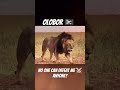 Olobor Vs Kinkytail Mapogo Lion Lionnation Edit Wildlife Lionking Animals Bigcat