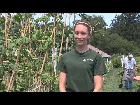 garden spider Global Garden Summer Harvest & Pollinator Pals at the Family Garden