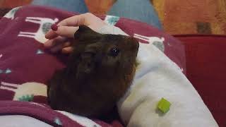 Baby guinea pig finds her lungs