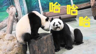 雖然圓媽搶食是常態寶妹妹這次彷彿生氣了呼巴掌20211109