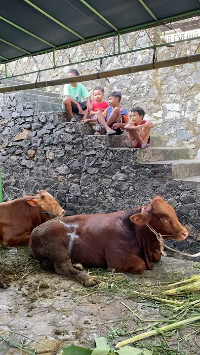 Sapi & Kambing Kurban Idul Adha 2025 🐄🐮🐑🐏 #iduladha2025 #kurban #sapi #kambing #iduladha #hewan
