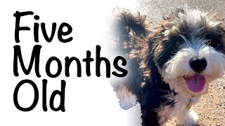 Moose at 5 months: bernedoodle puppy update