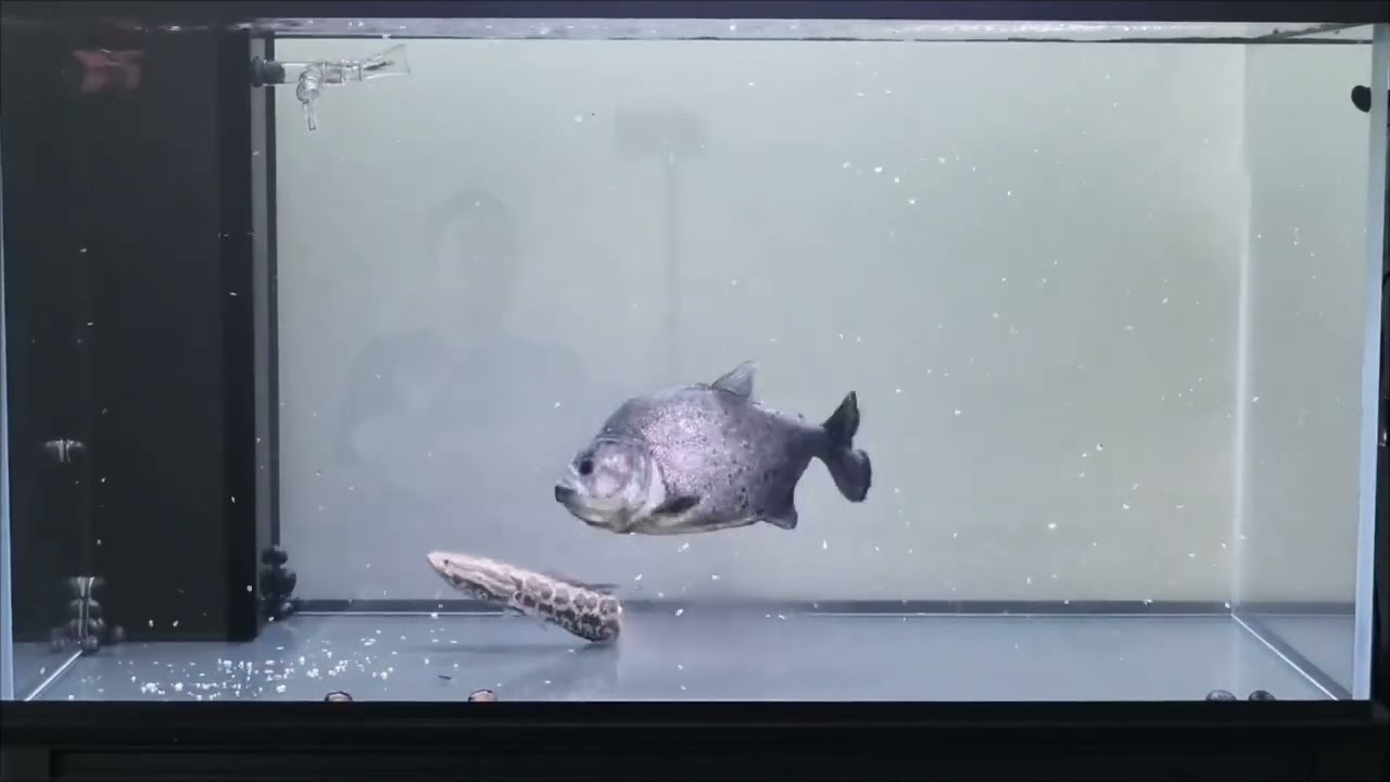 Terrible ataque de piraña negra a pez cabeza de serpiente del norte (rhombeus vs northern snakehead)