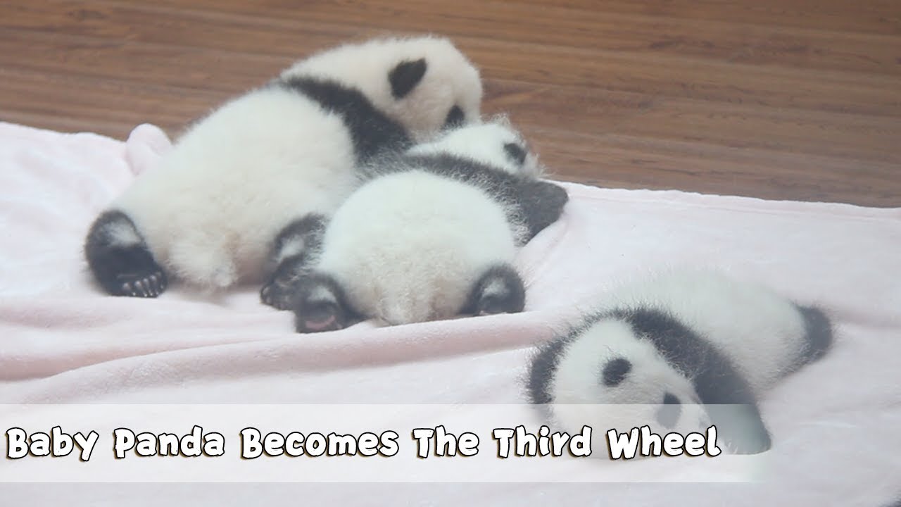 columbia huntington beach cruiser