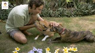10 Most Loving Dog Breeds In The World I 10 Most Affectionate Dog Breeds in the World I Family Pets 10 Most Loving Dog Breeds In The World I 10 Most Affectionate Dog Breeds in the World I Family Pets