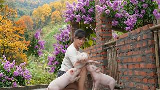 Building a Pigsty and Bringing Home New Piglets