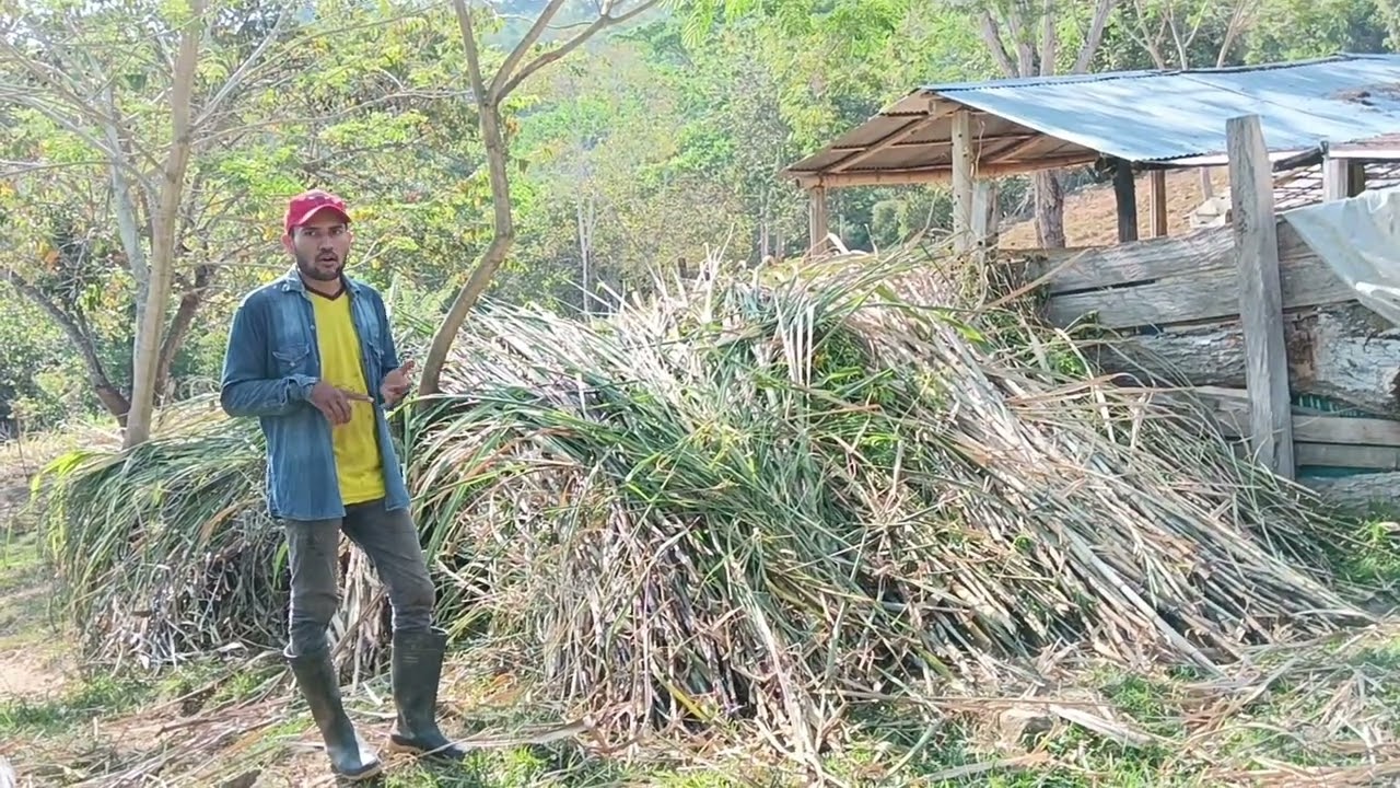 con la caña de azúcar bajamos los costos en el ensilaje