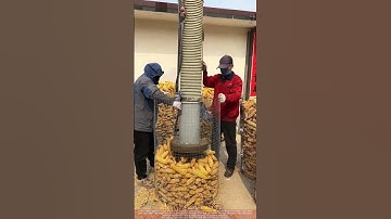 Mechanized Corn Shelling : Vacuuming Ears from Wire Mesh Cages
