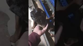 numnum numnum#comedy #trendingsong #viralvideo #viral #funny #goat #live