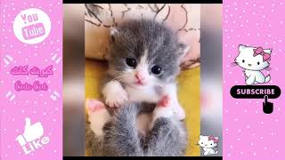 قطط كيوت صغيرة ❤️🥰 تجميع مقاطع فيديو قطط لطيفة ومضحكة