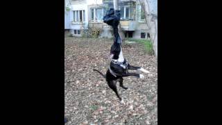 Pitbull jump game screenshot 3