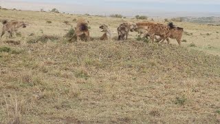 Hyena Gets Tired Of Being Bullied