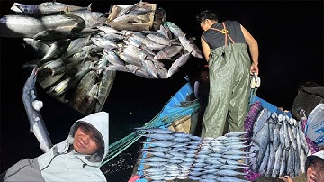 Lưới Rê Nổi Gần Bờ Chưa Bao Giờ Thấy Cá Ngừ,Cá Thu, Cá Cờ, Cá Chim Đóng Nhiều Như Vậy - Dân Biển