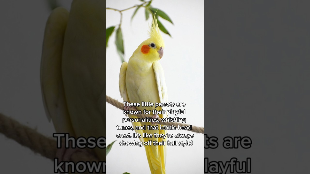 Meet the Cool Cockatiel 🦜