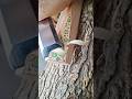 Relaxing wooden hooby, #shorts #nature #wood #diy #asmr #relaxing #woodworking #art #amazing #like.
