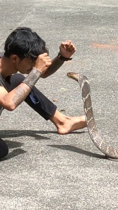 Detik Detik Pawang Ular !!! #pawangular #ularberbahaya #kingcobra #cobra #hewan #binatang