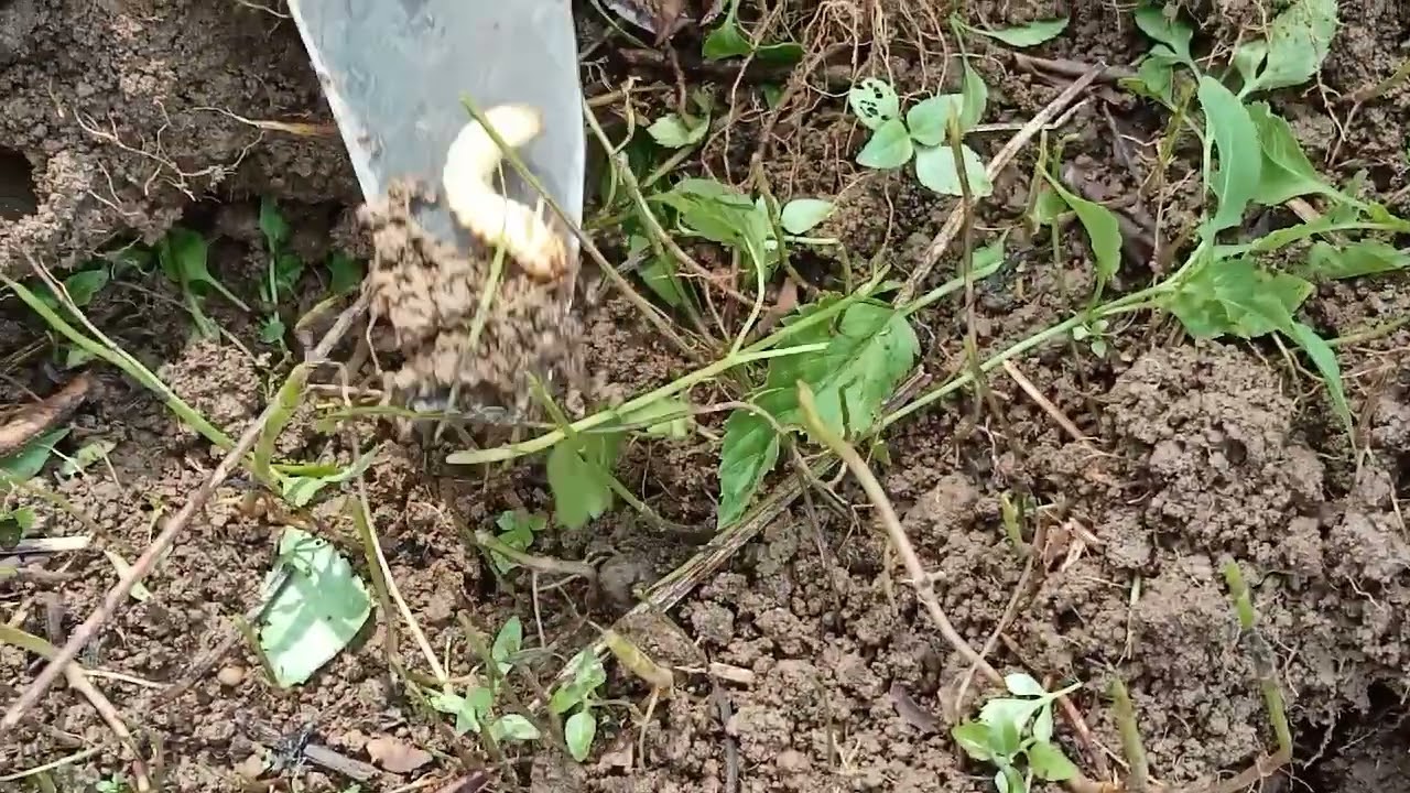 Gendon | Uret | Lundi | Larva Kumbang Leucopholis rorida