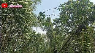 Pasang pulut burung kolibri ninja @rajapikat149