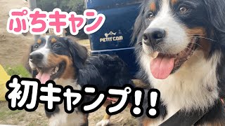 【ぷちキャンと犬】アンディ隊 初キャンプにチャレンジ中!【Bernese Mountain Dog】【Chihuahua】 【ぷちキャンと犬】アンディ隊 初キャンプにチャレンジ中!【Bernese Mountain Dog】【Chihuahua】