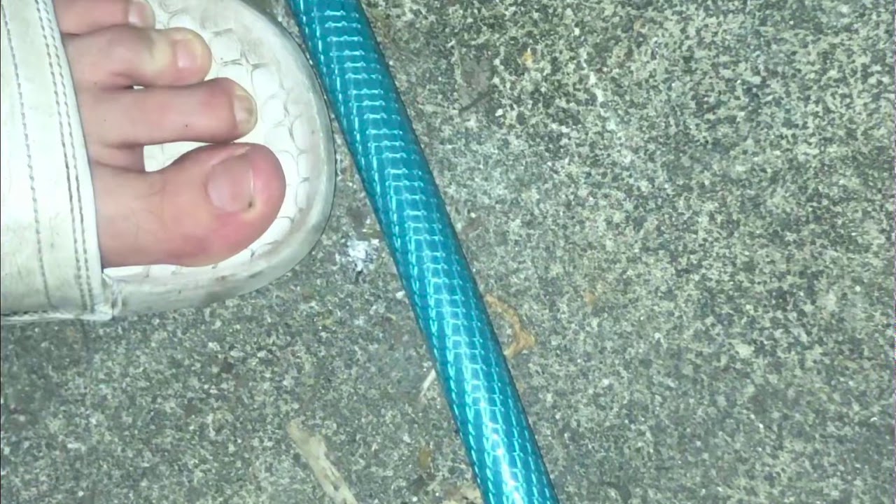 HomeGrown, 4 week flowering outdoor 100% thai sativa. natural environment, watch her, educational!