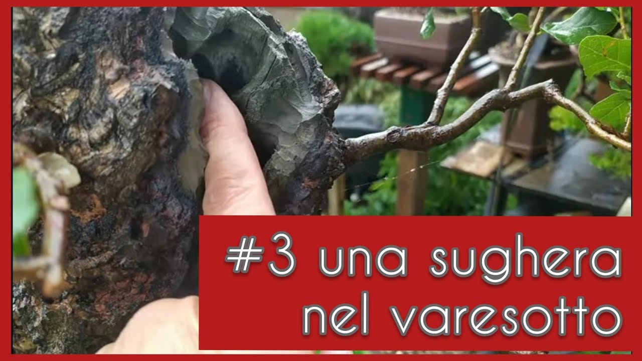 Una sughera nel varesotto parte 3