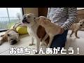 【ご報告】子犬達とサヨナラしてきました…