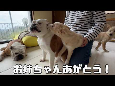 ブルドッグぶるまるチャンネル - YouTube