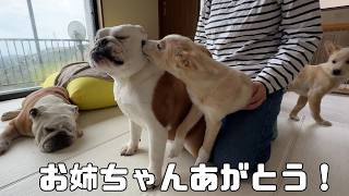 【ご報告】子犬達とサヨナラしてきました…