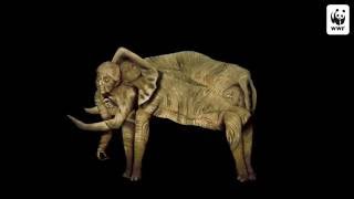 Coming Together For Elephants