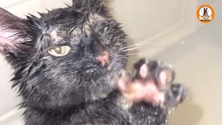 This Rescue Cat Runs Into the Shower Every Time — and I Think I Know Why