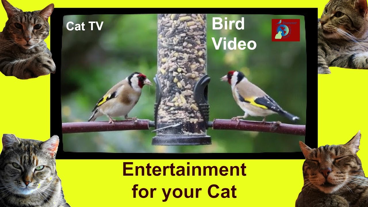 Entertainment for Your Cat Bird Video for Cats to Watch 1 Hour YouTube