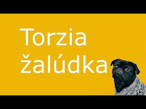 Video: Porucha žalúdka (strata Pohyblivosti) U Psov