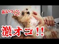 病院嫌いな子犬を、狂犬病の注射に連れて行ったらヤバかった...