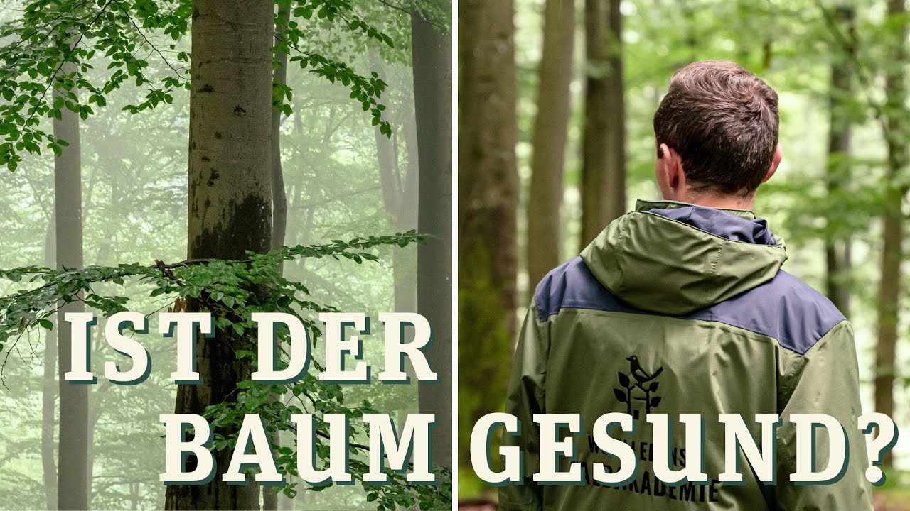 Ist der Baum gesund? Wie man den Gesundheitszustand von Bäumen erkennt ...