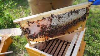 Пересадка пчел в улей Warre (очень подробно)