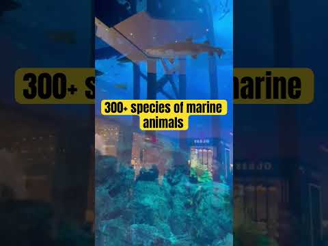 What happens when you put 300+ marine animals in one space? #dubai #aquarium