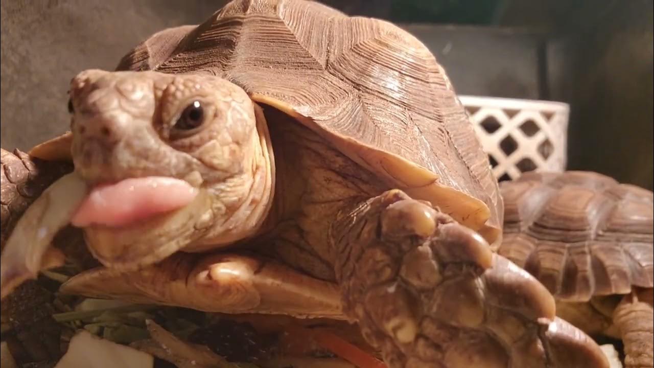 Cutest TORTOISE eating cabbage 😋 YouTube
