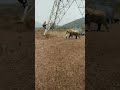 Kya Hua Jab Two Elephant Attack Kiya Shorts Viral Youtube Elephant 