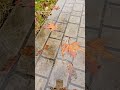 А в Ташкенте дождик 🌧☔️, а у вас?