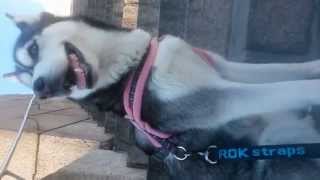 My Siberian Huskies visiting Helsinki Cathedral by CuteHusky89 321 views 9 years ago 2 minutes, 14 seconds