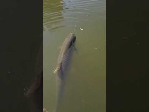 صيد سمك الشبوط بالسنارة اكسبلور صيد  صيدسمك صيدال صيدالاسماك صيدالسمك ترند