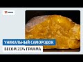 Калининградский янтарный комбинат добыл крупный самородок