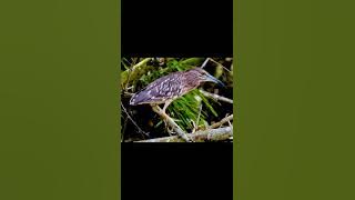 Tiếng vạc đánh đêm cho ai thích tải về đánh