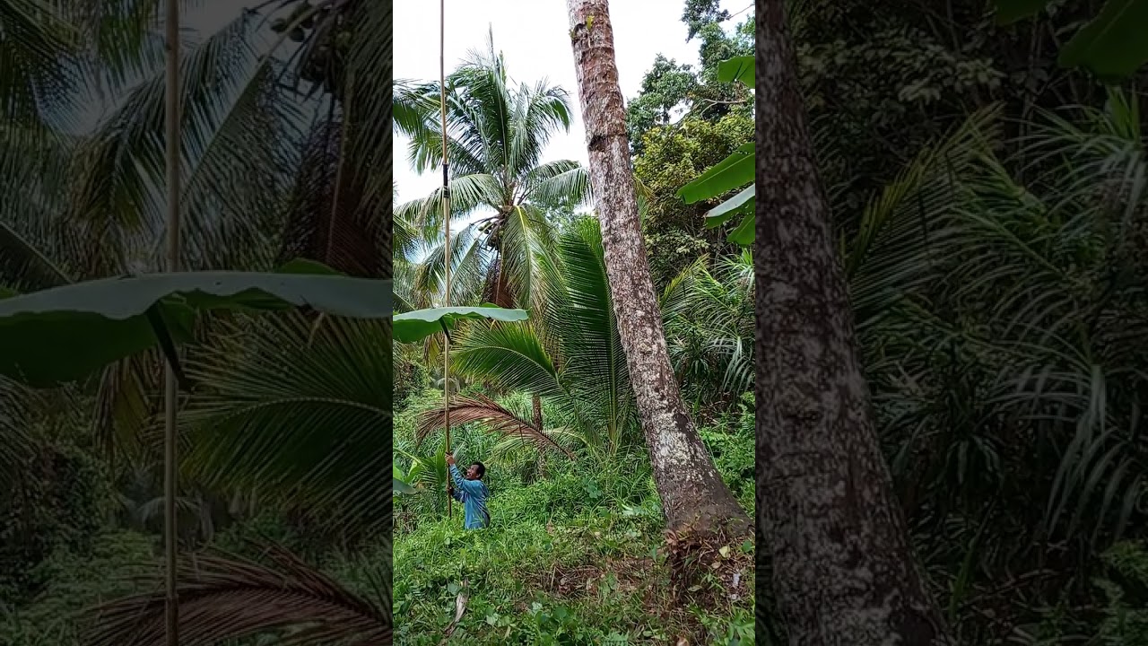 Magsungkit Tayo ng niyog