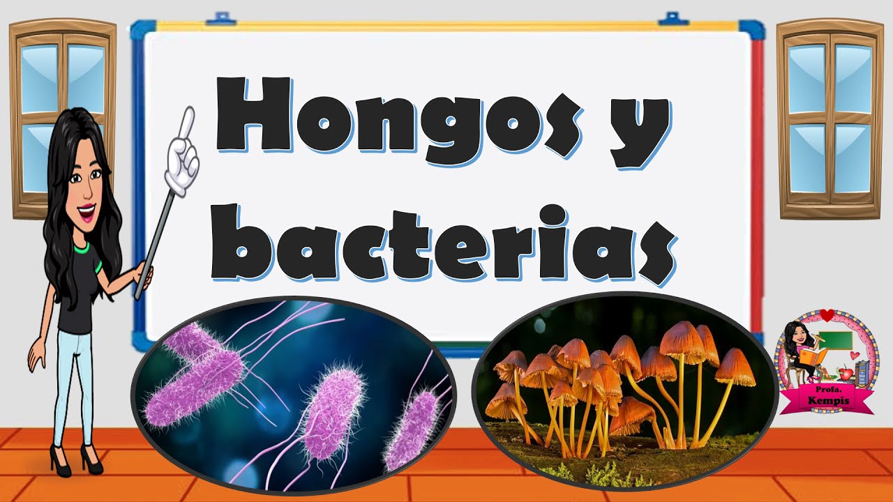 Hongos y bacterias